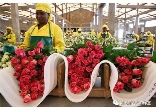 花卉生長的氣象條件,肯尼亞的鮮花農(nóng)場, 點花成金 的秘密,一份來自肯尼亞的鮮花,請查收